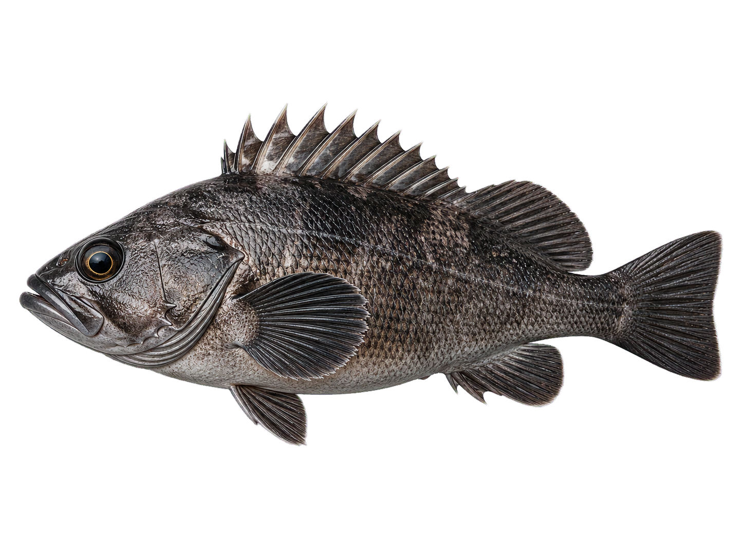 Black rockfish side profile