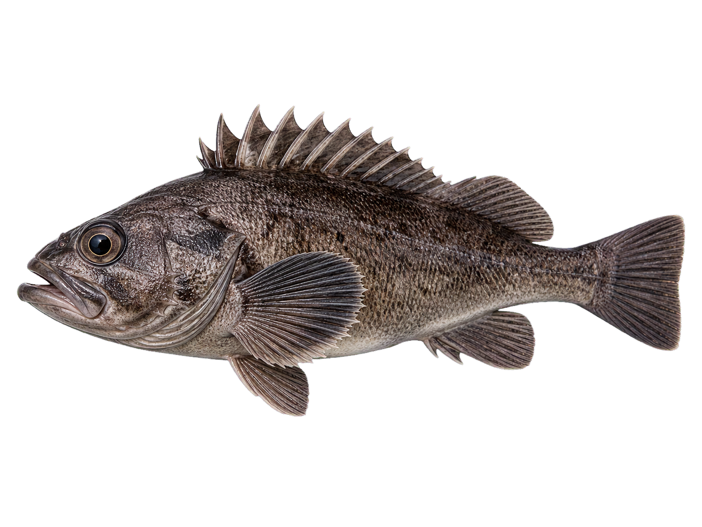 Dark rockfish side profile