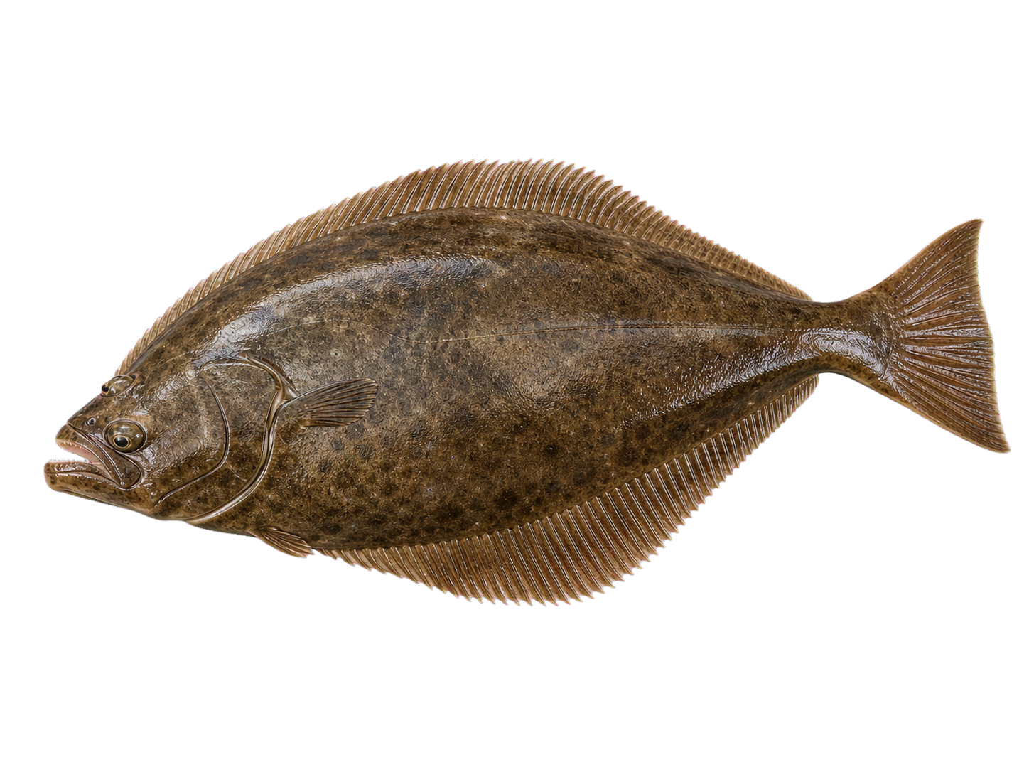 Whole Pacific halibut side profile